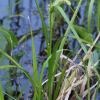 왕삿갓사초(Carex rhynchophysa Fisch.) : 무심거사