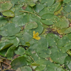 노랑어리연꽃(Nymphoides peltata (J.G.Gmelin) Kuntze) : 설뫼*
