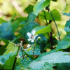 산딸기(Rubus crataegifolius Bunge) : 무심거사