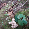 털바위떡풀(Saxifraga fortunei Hook. var. alpina (Matsum. & Nakai) Nakai) : 晴嵐