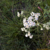 옹굿나물(Aster fastigiatus Fisch.) : 무심거사