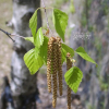 서어나무(Carpinus laxiflora (Siebold & Zucc.) Blume) : 塞翁之馬