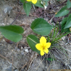 노랑제비꽃(Viola orientalis (Maxim.) W.Becker) : 통통배