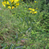 가는금불초(Inula linariifolia Turcz.) : 별꽃