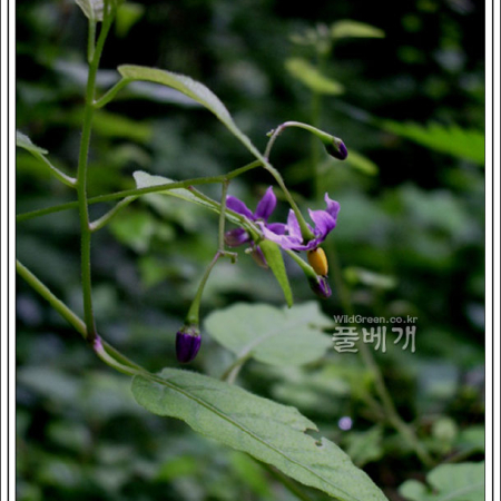 좁은잎배풍등(Solanum japonense Nakai) : 추풍