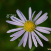 벌개미취(Aster koraiensis Nakai) : 현촌
