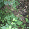 도둑놈의갈고리(Hylodesmum podocarpum (DC.) H.Ohashi & R.R.Mill subsp. oxyphyllum (DC.) H.Ohashi & R.R.Mill) : 버들피리