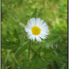 봄망초(Erigeron philadelphicus L.) : 설뫼