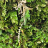 차걸이란(Oberonia japonica (Maxim.) Makino) : 晴嵐