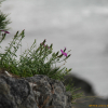 갯바위패랭이꽃(Dianthus koreanus) : 산들꽃