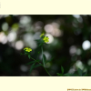 물양지꽃(Potentilla cryptotaeniae Maxim.) : 가야