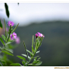 큰바늘꽃(Epilobium hirsutum L.) : 산들꽃
