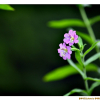 큰바늘꽃(Epilobium hirsutum L.) : 산들꽃
