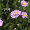 벌개미취(Aster koraiensis Nakai) : 현촌