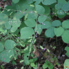 개도둑놈의갈고리(Hylodesmum podocarpum (DC.) H.Ohashi & R.R.Mill) : 추풍