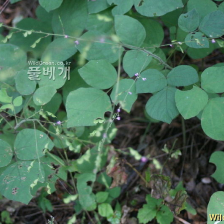개도둑놈의갈고리(Hylodesmum podocarpum (DC.) H.Ohashi & R.R.Mill) : 고들빼기