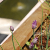 산파(Allium maximowiczii Regel) : 설뫼