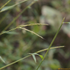 큰듬성이삭새(Microstegium vimineum (Trin.) A.Camus var. polystachyum (Franch. & Sav.) Ohwi) : 봄까치꽃