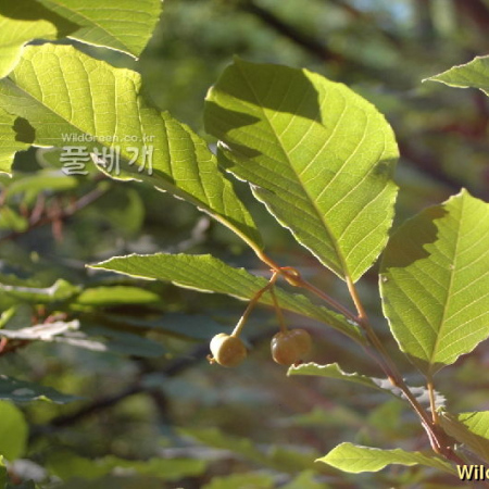사람주나무(Neoshirakia japonica (Siebold & Zucc.) Esser) : 벼루