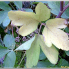 갯기름나물(Peucedanum japonicum Thunb.) : 설뫼*