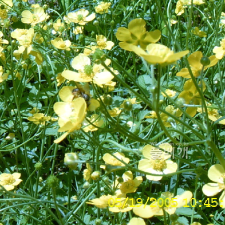 미나리아재비(Ranunculus japonicus Thunb.) : 현촌