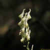 노랑투구꽃(Aconitum barbatum Patrin ex Pers.) : 무심거사
