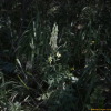 노랑투구꽃(Aconitum barbatum Patrin ex Pers.) : 무심거사