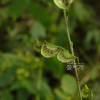 개도둑놈의갈고리(Hylodesmum podocarpum (DC.) H.Ohashi & R.R.Mill) : 통통배