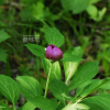 산작약(Paeonia obovata Maxim.) : 통통배