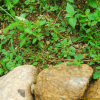 냄새명아주(Chenopodium pumilio R.Br.) : habal