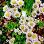봄망초 : 꽃사랑한동구