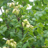 모감주나무(Koelreuteria paniculata Laxmann) : 들국화