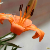 날개하늘나리(Lilium pensylvanicum Ker Gawl.) : habal