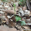 노루발(Pyrola japonica Klenze ex Alef.) : 능선따라