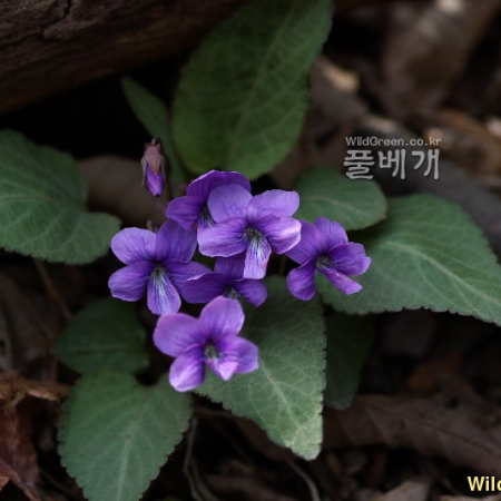 왜제비꽃(Viola japonica Langsd. ex Ging.) : 塞翁之馬
