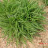 산톱풀(Achillea alpina L. var. discoidea (Regel) Kitam.) : 현촌