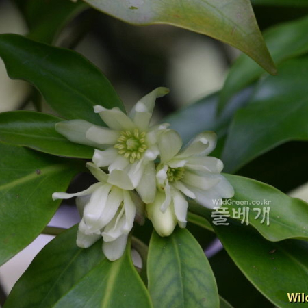 붓순나무(Illicium anisatum L.) : 노루발