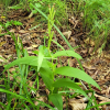 은대난초(Cephalanthera longibracteata Blume) : 통통배