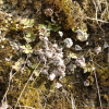 부싯깃고사리(Cheilanthes argentea (S.G.Gmel.) Kunze) : 통통배