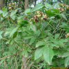 대청가시나무(Rosa taisensis Nakai) : 박용석nerd