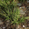 길뚝사초(Carex bostrychostigma Maxim.) : 무심거사