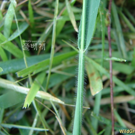 털물참새피(Paspalum distichum L. var. indutum Shinners) : 청암