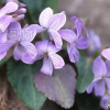 왜제비꽃(Viola japonica Langsd. ex Ging.) : kplant1