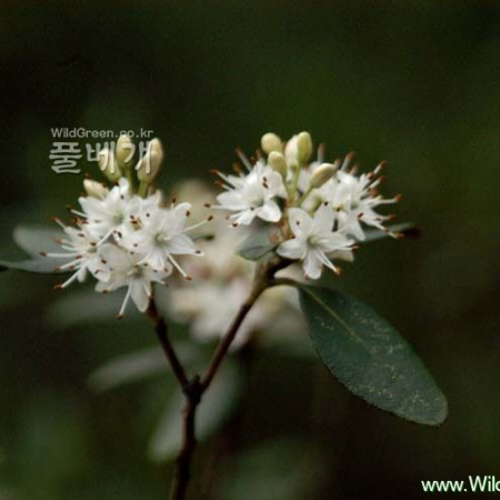 꼬리진달래(Rhododendron micranthum Turcz.) : 河志