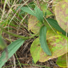 골등골나물(Eupatorium lindleyanum DC.) : 고들빼기