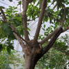 참가시나무(Quercus salicina Blume) : 봄까치꽃