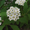 공조팝나무(Spiraea cantoniensis Lour.) : 꽃사랑