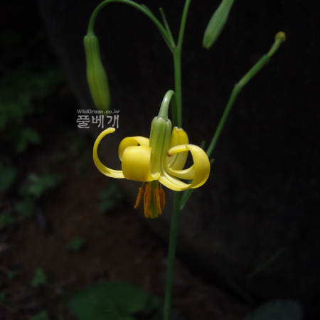 노랑땅나리(Lilium callosum Siebold & Zucc. var. flaviflorum Makino) : 꽃천사