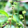 큰피막이(Hydrocotyle ramiflora Maxim.) : 청암