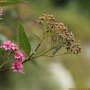일본조팝나무 : 산들꽃